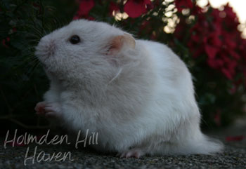 Mirage- Silver Dove Tortoiseshell and White (Banded) Longhaired